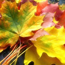 Схема вышивки «leaves»