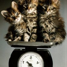 Схема вышивки «котики»