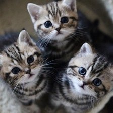 Схема вышивки «котики»