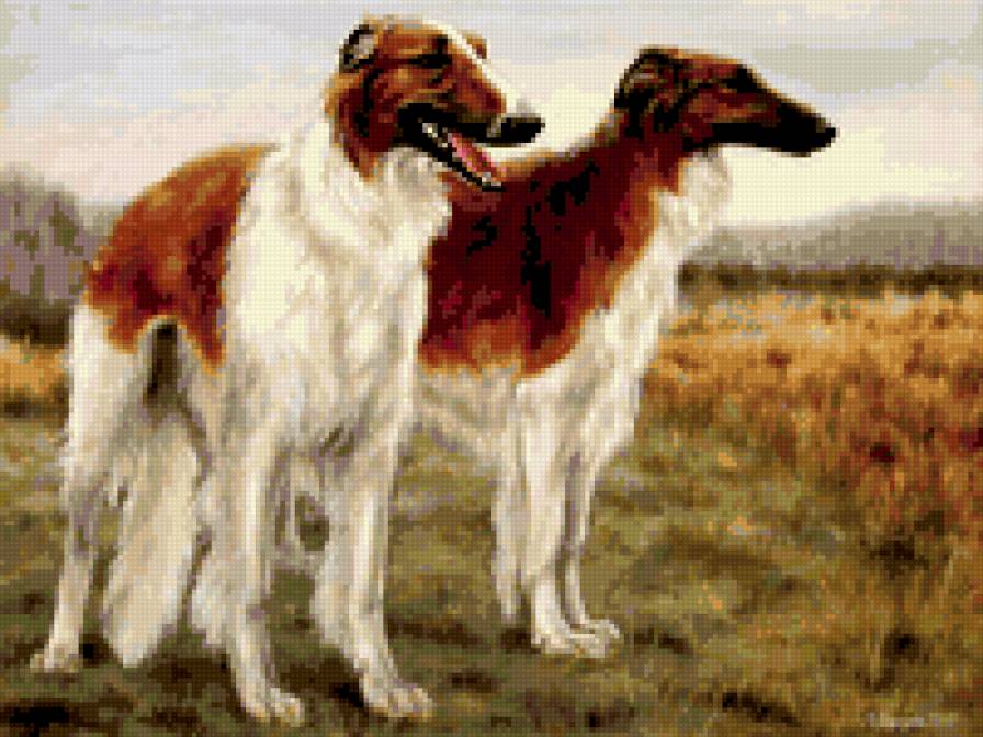 Русская Борзая - борзая - предпросмотр