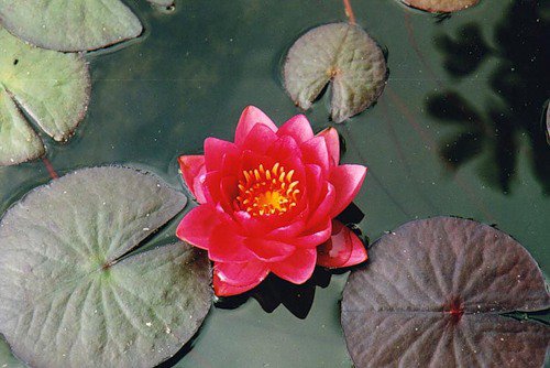 лилии - лилии, цветы, озеро - оригинал