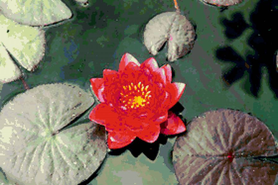 лилии - озеро, лилии, цветы - предпросмотр