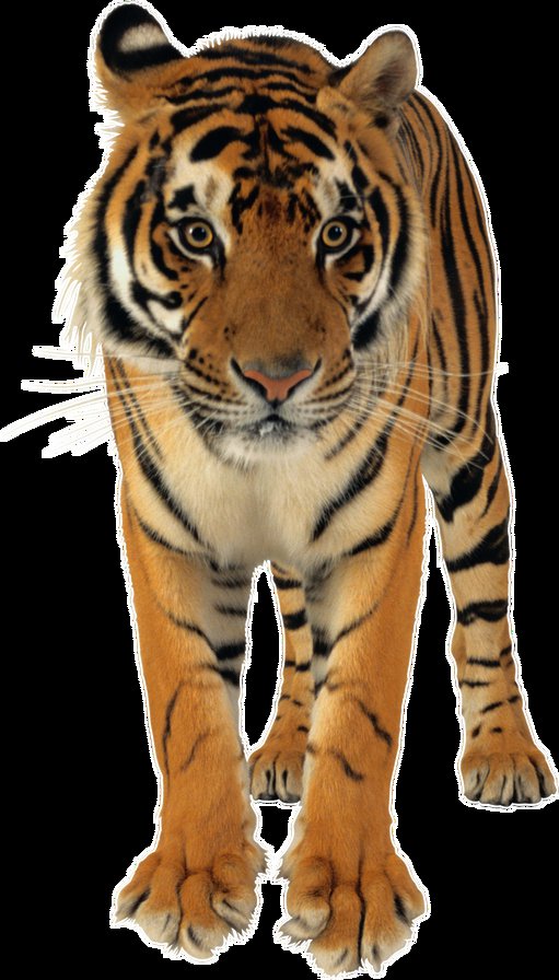 тигр - животные, хищники, тигр, кошки - оригинал