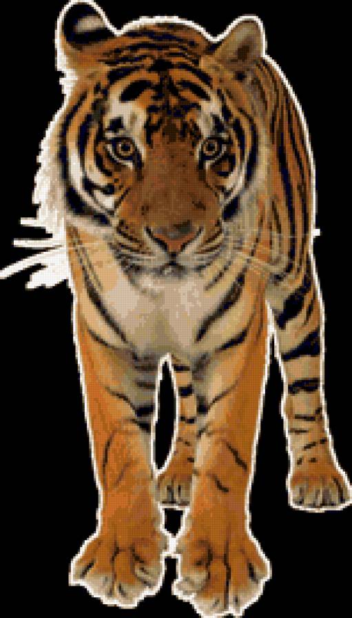 тигр - кошки, хищники, тигр, животные - предпросмотр