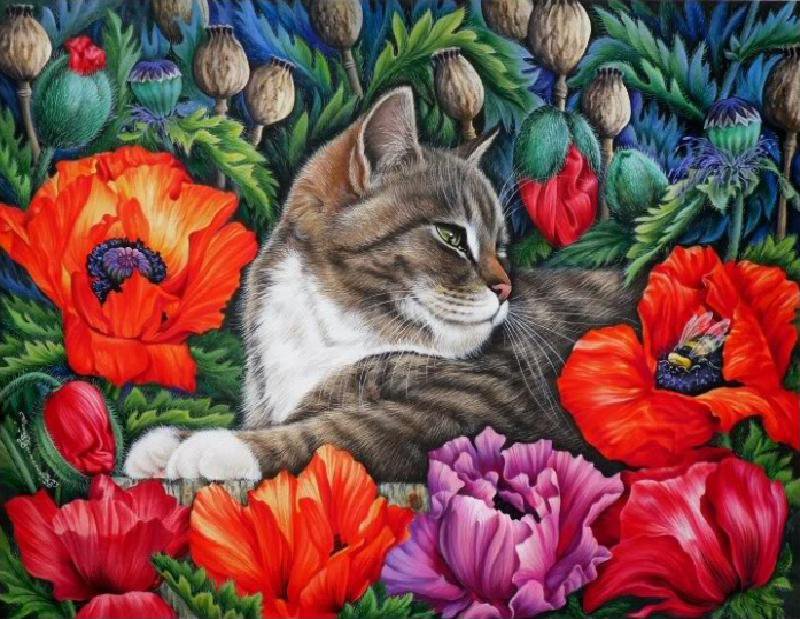 кошка и маки - кошка, цветы, маки - оригинал