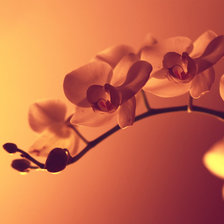 ветка орхидеи
