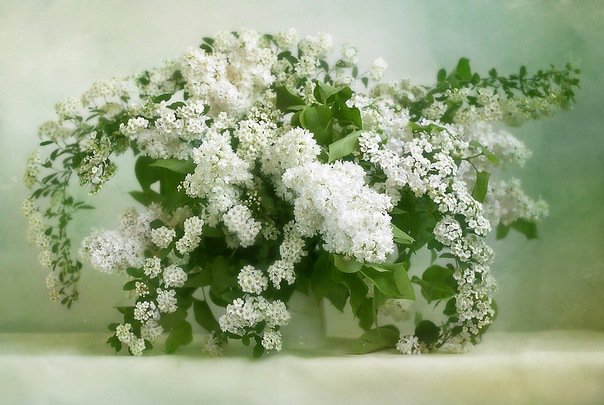 натюрморт - оригинал