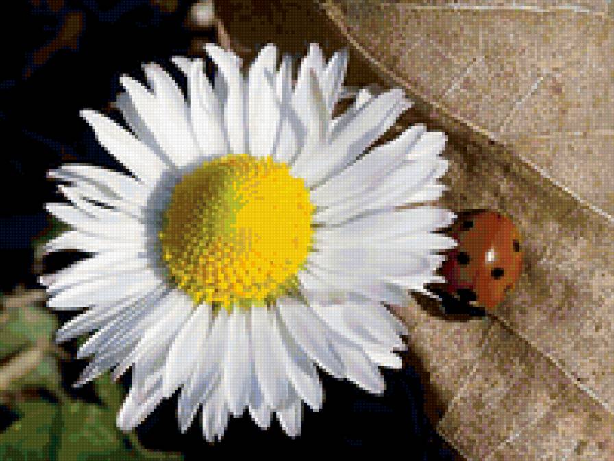 №350073 - ромашка, природа, божья коровка - предпросмотр