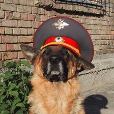 Схема вышивки «мухтар»