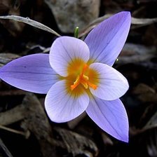 Схема вышивки «№350090»