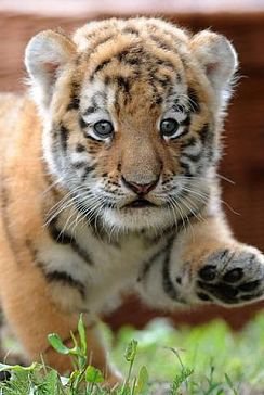 киса - оригинал