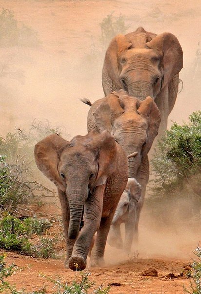 слоны - слоны, сафари, животное - оригинал