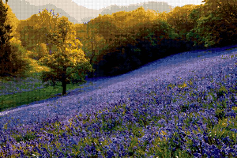 лавандовое поле - лаванда, природа.осень, пейзаж - предпросмотр