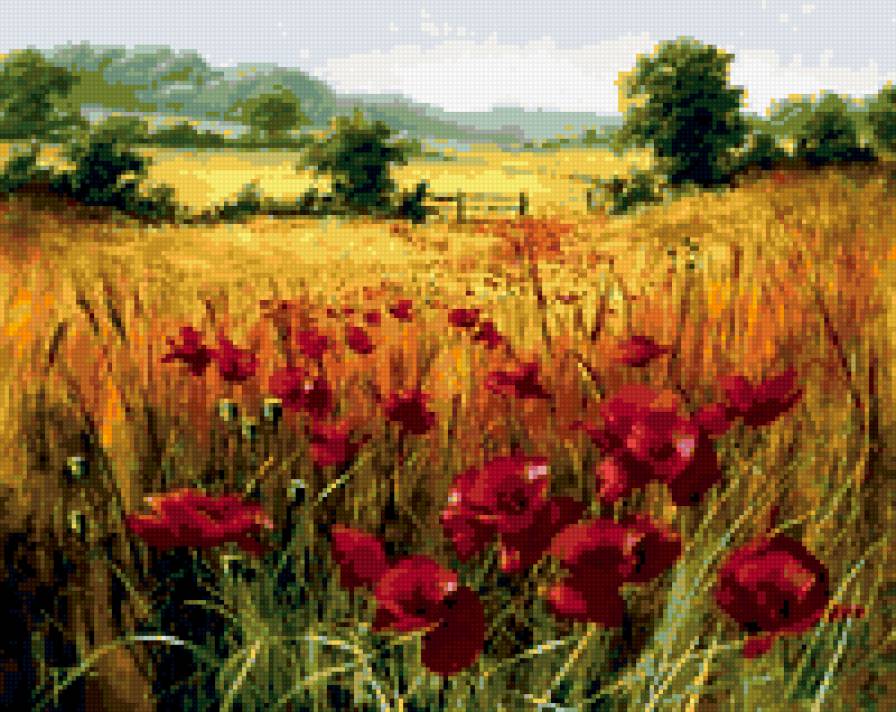 Маки - природа, пейзаж, цветы - предпросмотр