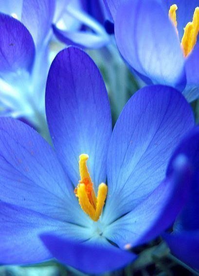 ЦВЕТЫ - цветы - оригинал