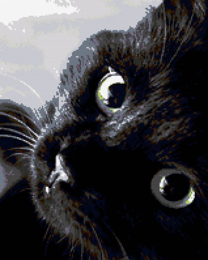 КОШКА - кот - предпросмотр