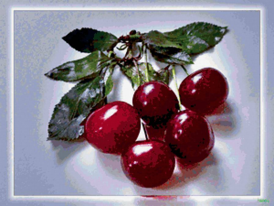 №350619 - вишня, ягоды - предпросмотр