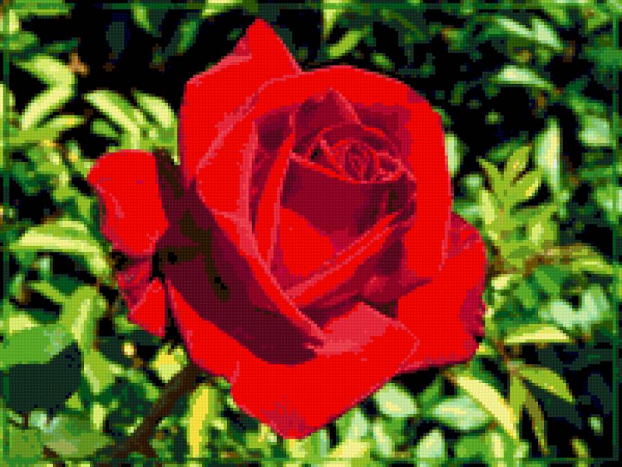 роза - роза, цветы, розы, цветок - предпросмотр