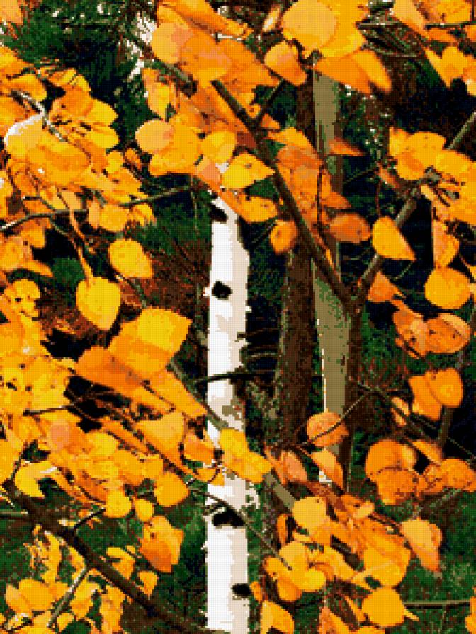 №350636 - природа, пейзаж, береза, деревья, осень - предпросмотр
