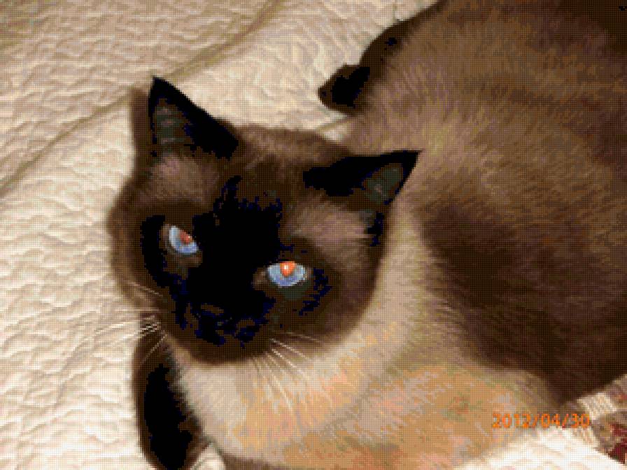 мультик - кот - предпросмотр