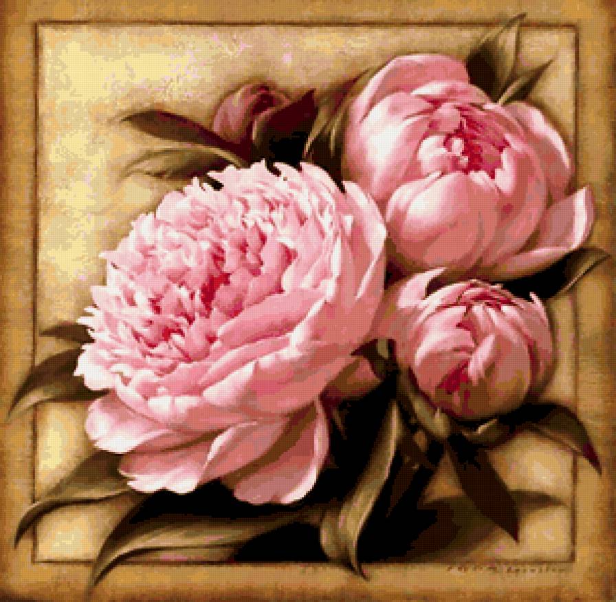 пионы - предпросмотр