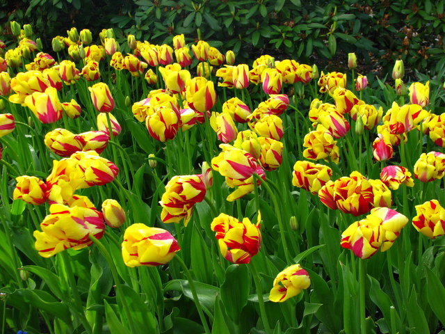 тюльпаны - цветы, тюльпаны - оригинал