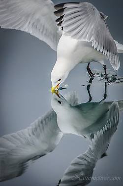 №350731 - оригинал