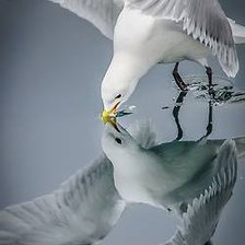 Схема вышивки «№350731»