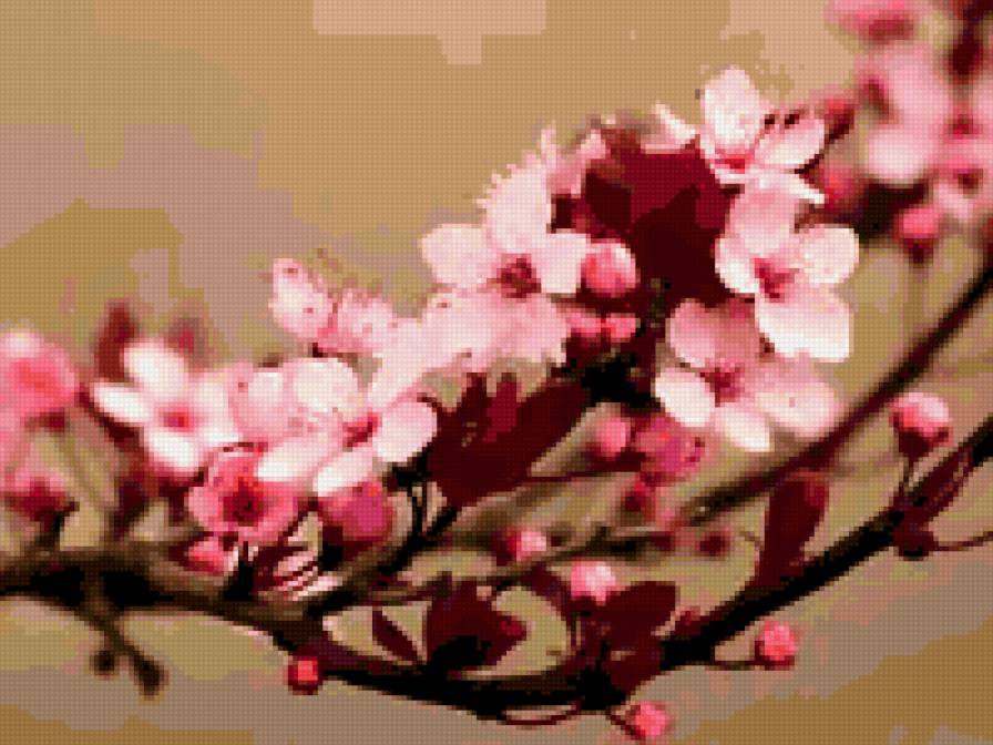 сакура - предпросмотр