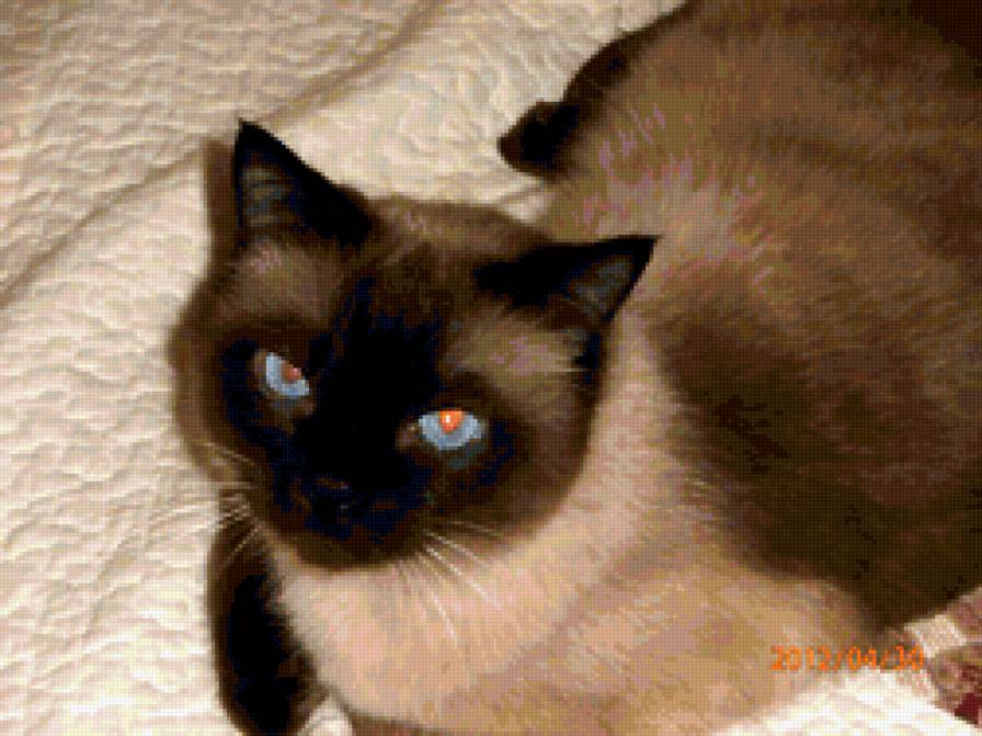 Мультик - кот - предпросмотр