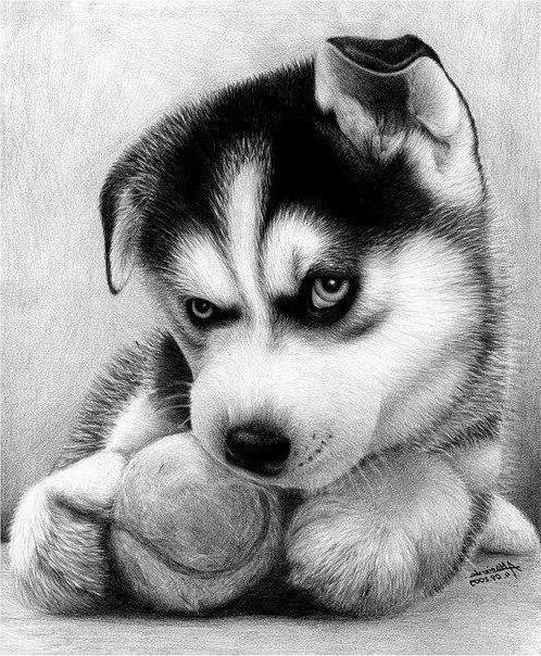 щенок - собака, животные, щенок - оригинал