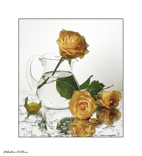 №351312 - натюрморт, цветы, капли, букет - оригинал