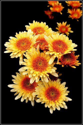 №351473 - цветы, на черном - оригинал