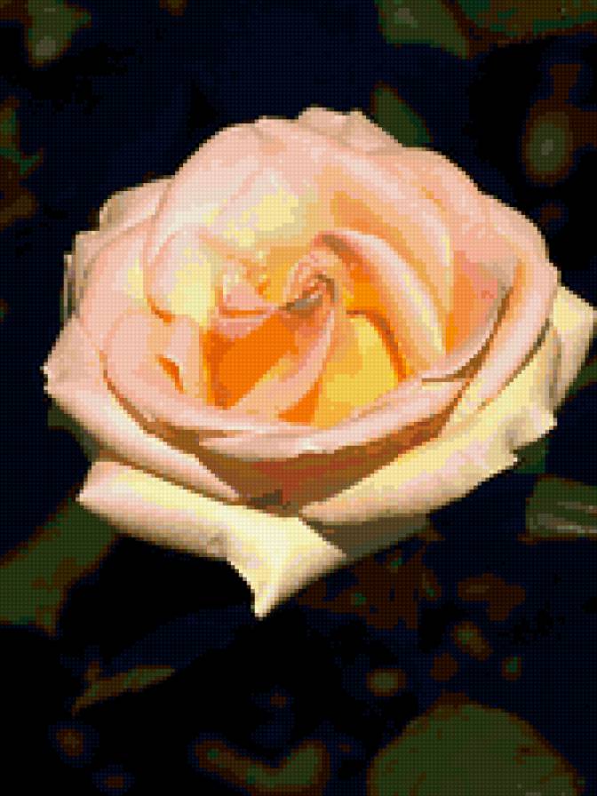 роза - розы, цветы, роза, цветок - предпросмотр