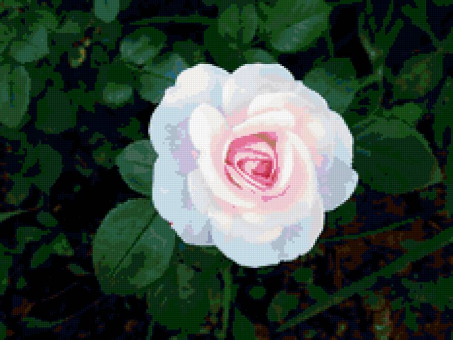 роза - розы, цветы, роза, цветок - предпросмотр