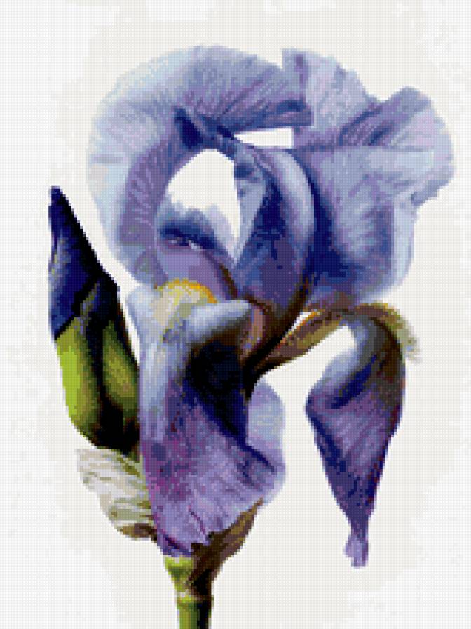 Нежность_ирис - цветы - предпросмотр