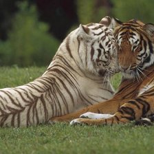 Схема вышивки «ТИГРЫ»