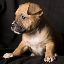 Схема вышивки «щенок»