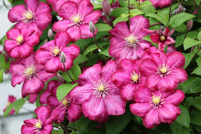 №351904 - цветы - оригинал