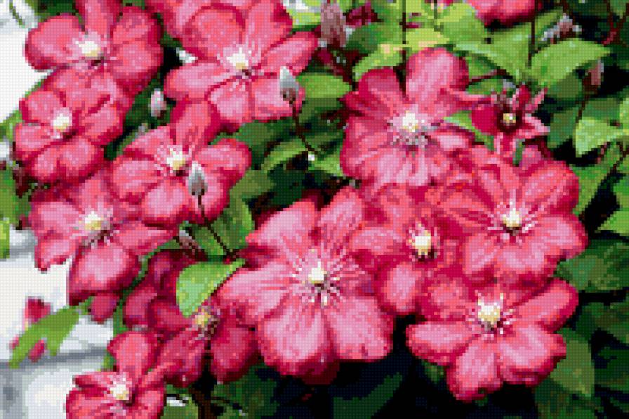 №351904 - цветы - предпросмотр