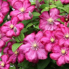 Схема вышивки «№351904»