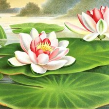 Оригинал схемы вышивки «№352115»