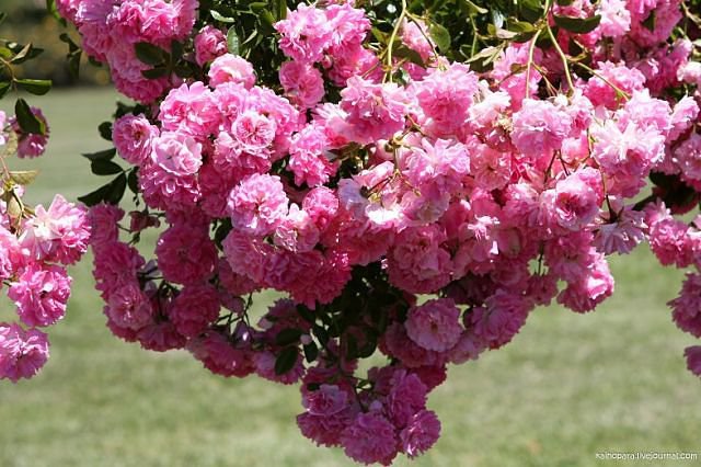 №352375 - оригинал