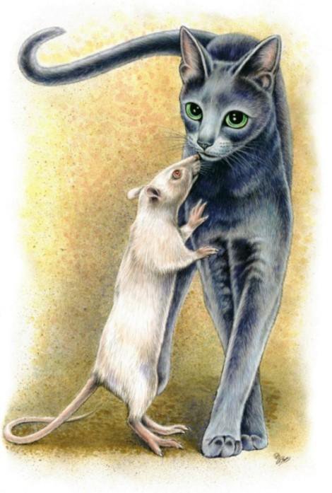 кот и крыса - животные - оригинал