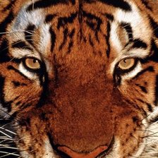 Схема вышивки «тигр»