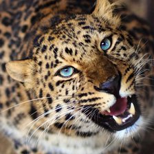 Схема вышивки «леопард»