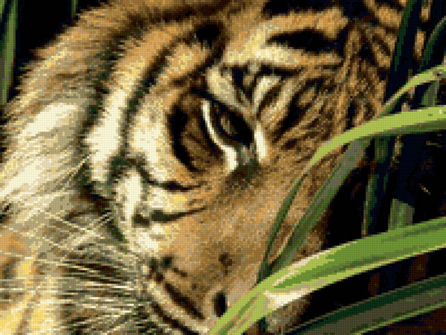 Тигр - тигр, вышивка крестом, хищник, дикая природа - предпросмотр