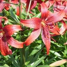 Схема вышивки «лилии»