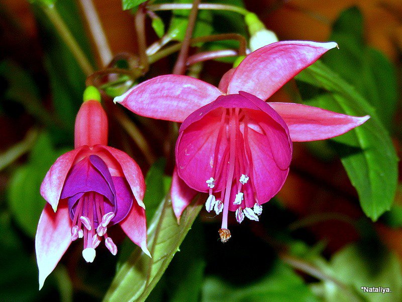 фуксия - цветы - оригинал