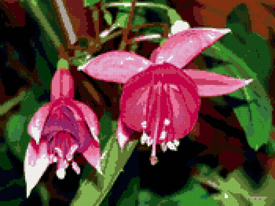 фуксия - цветы - предпросмотр